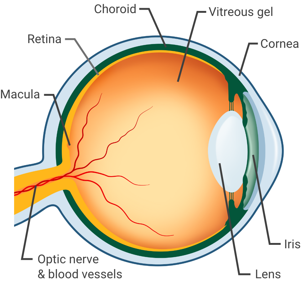 The healthy eye consists of three essential layers to compose the eyeball. The outer dome-shaped layer contains the cornea. At the front of the middle layer, the choroid, is the iris. Within the inner layer, the vitreous gel houses the lens, macula, optic nerves and blood vessels.